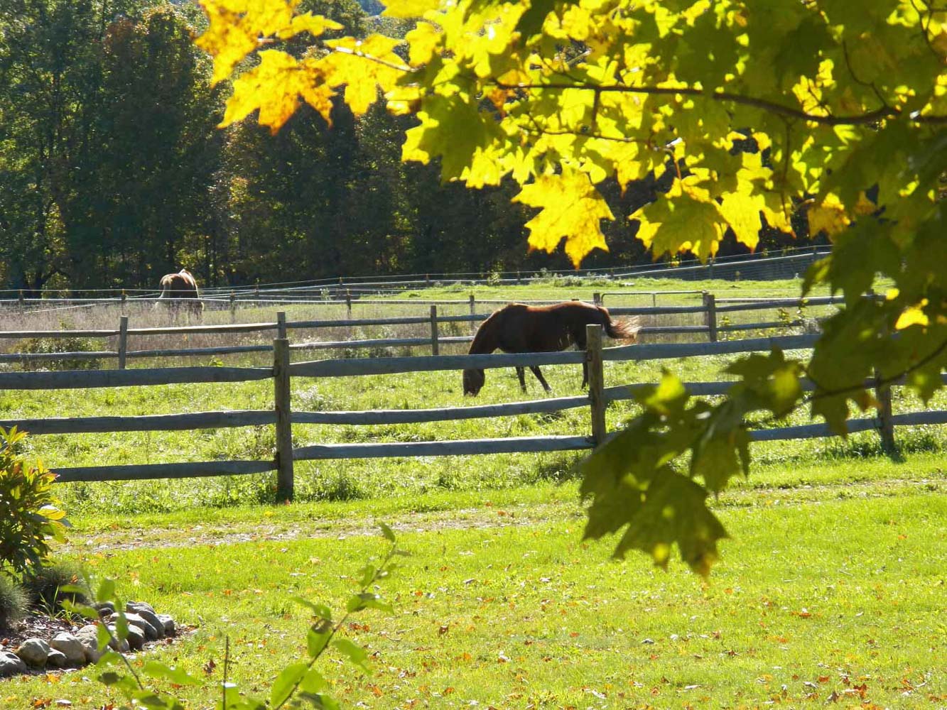 Mountain Horse Farm In New York, United States