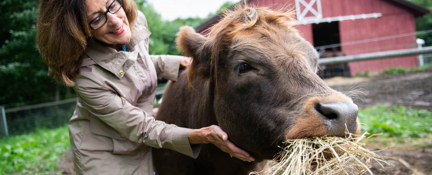 Mountain Horse Farm In New York, United States
